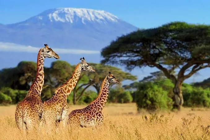 How to Plan Luxury Safari Trips on a Budget: Complete Travel Blueprint